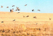  North Dakota wild pheasant hunting!